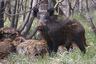 Cinghiali - Sus Scrofa